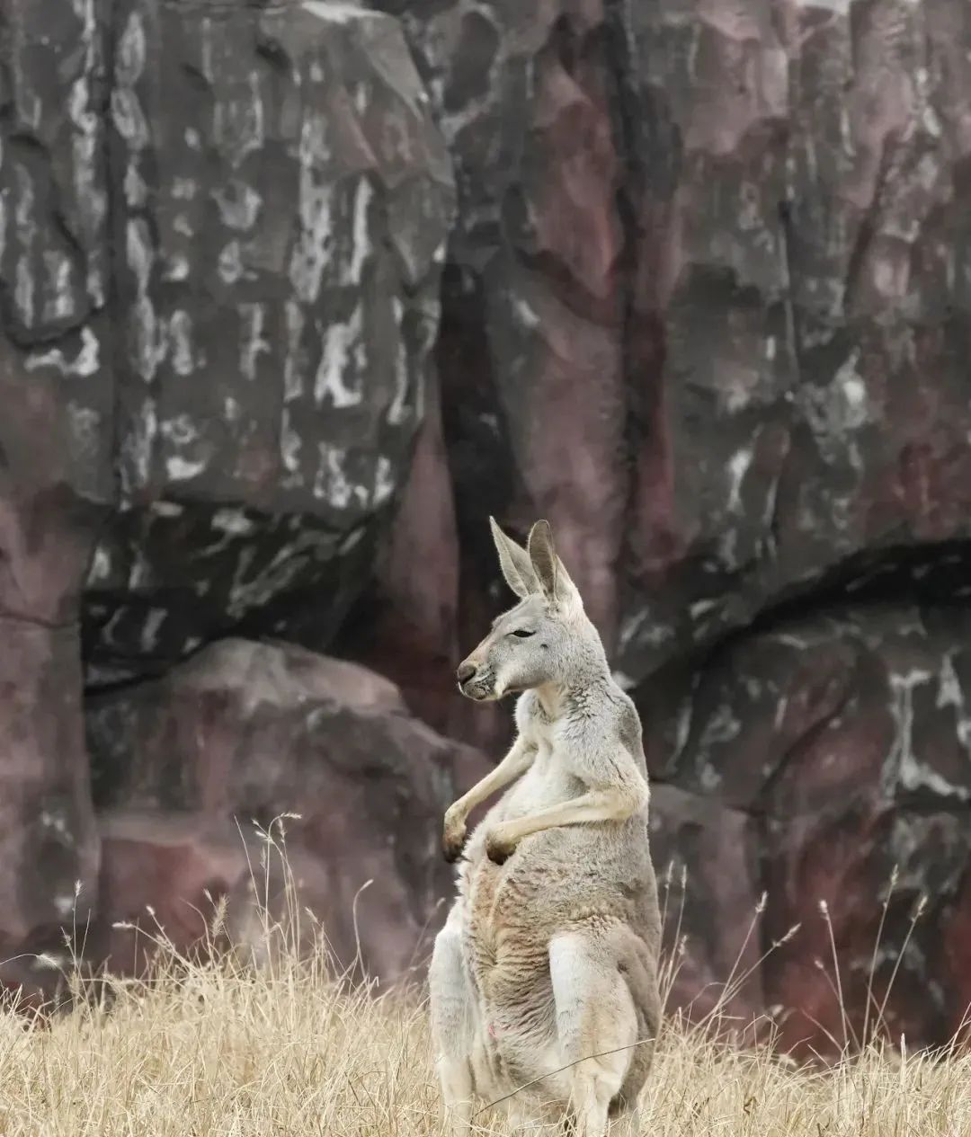 武汉动物园最新今天的消息,武汉动物园春节营业时间