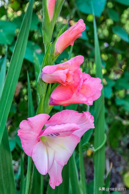 剑兰花最美图片,剑兰花的摄影图片