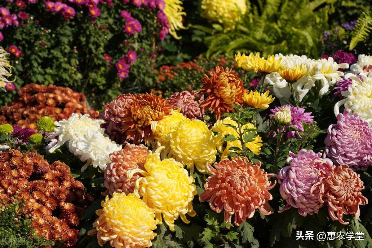 菊花种子推荐,哪些菊花种子一年四季可以种