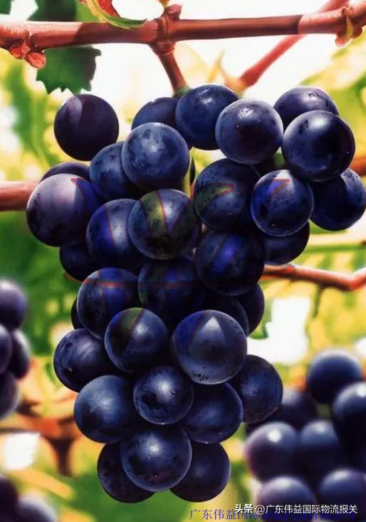 石竭采购韩国葡萄进口通关手续及国内企业报关资质要求