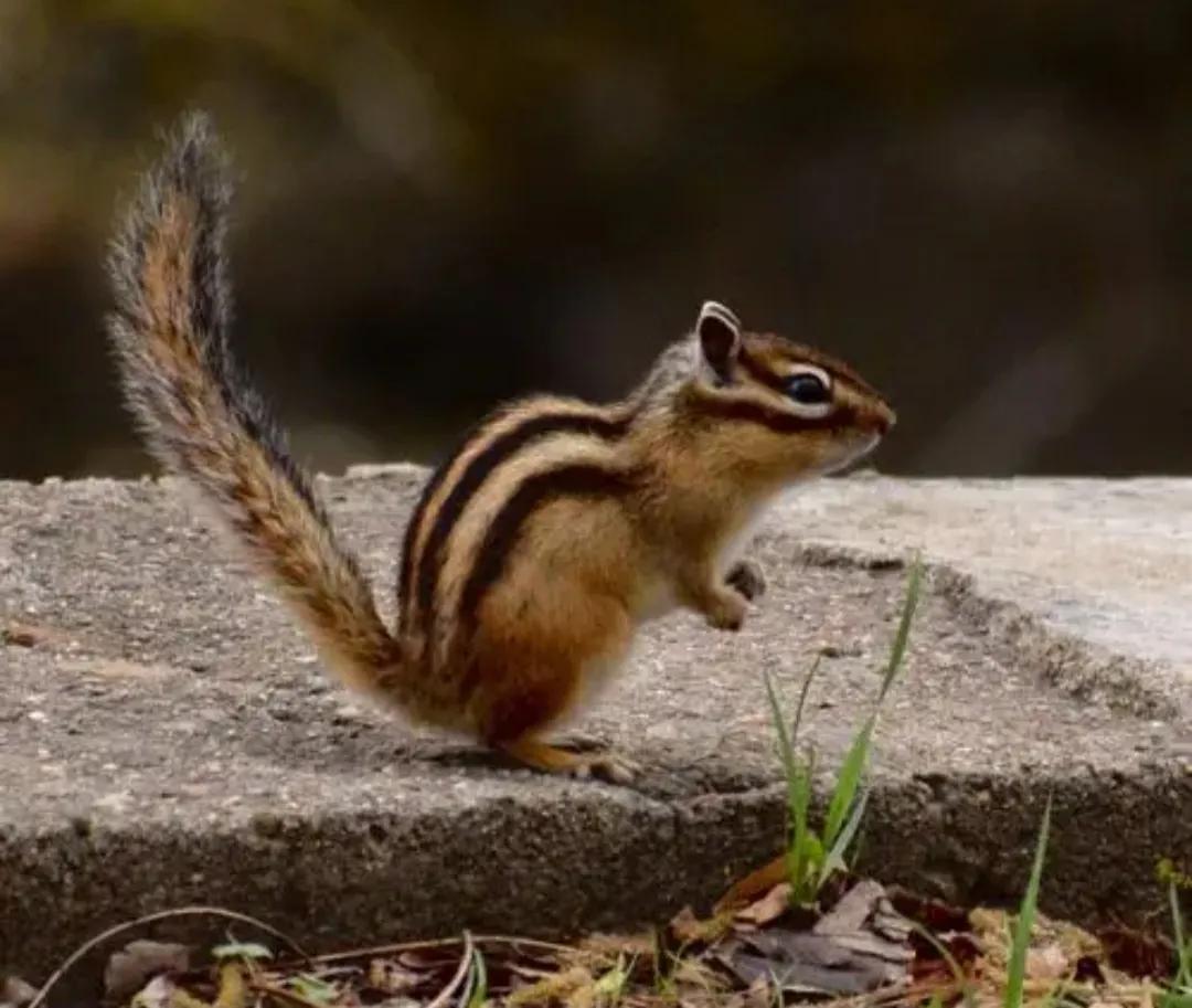 花栗鼠的歌,花栗鼠电影中的歌