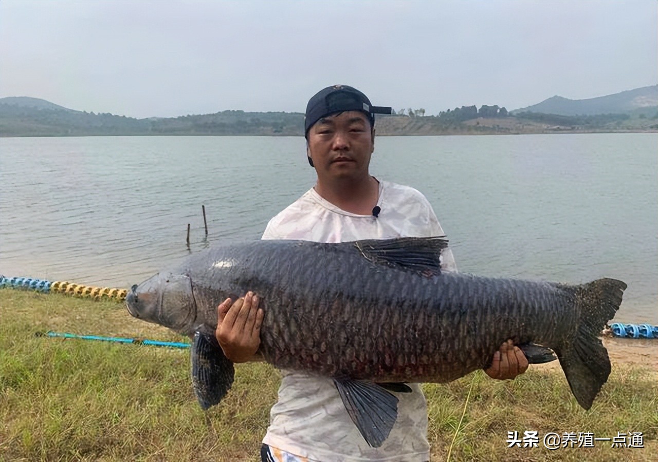 青鱼得了出血病可以吃吗,青鱼出血