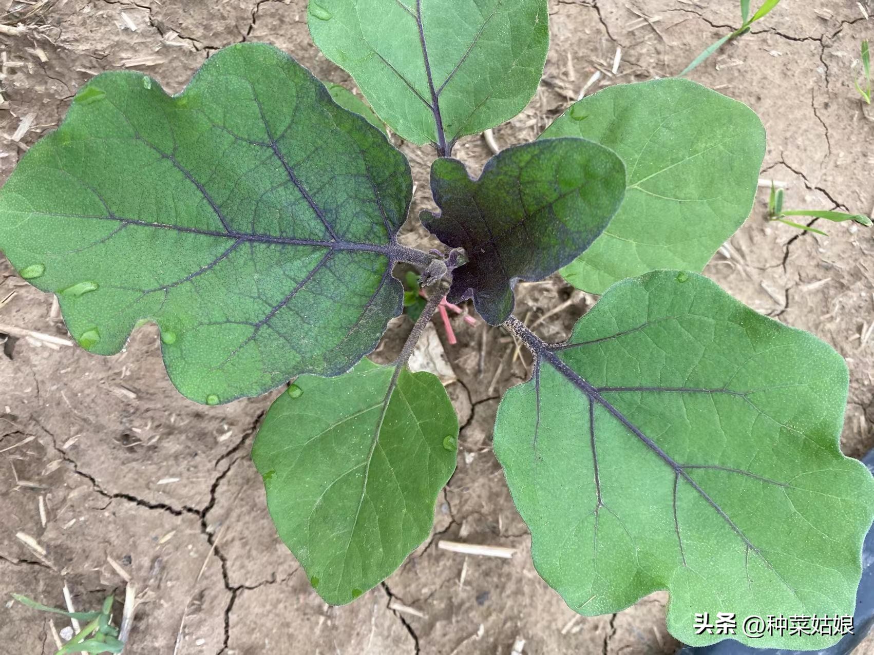 茄子苗不到20厘米长花苞可以留吗,茄子苗缓苗后不长怎么办