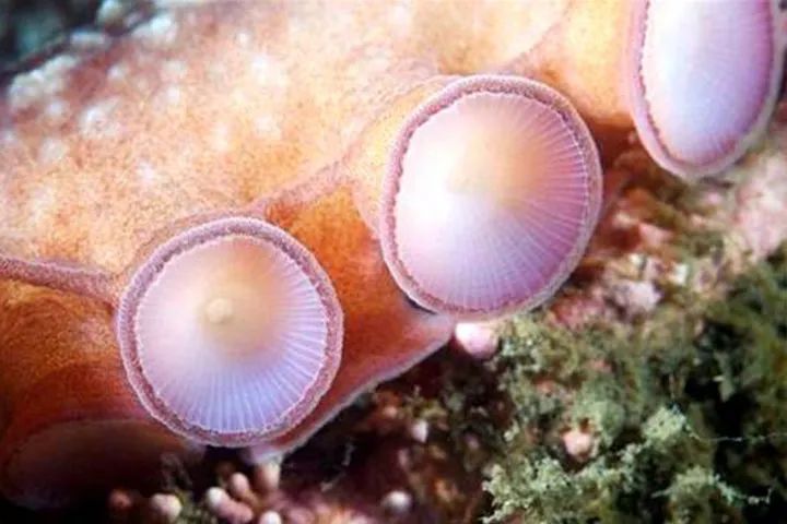 章鱼智商有多可怕,章鱼是外星生物吗西瓜视频