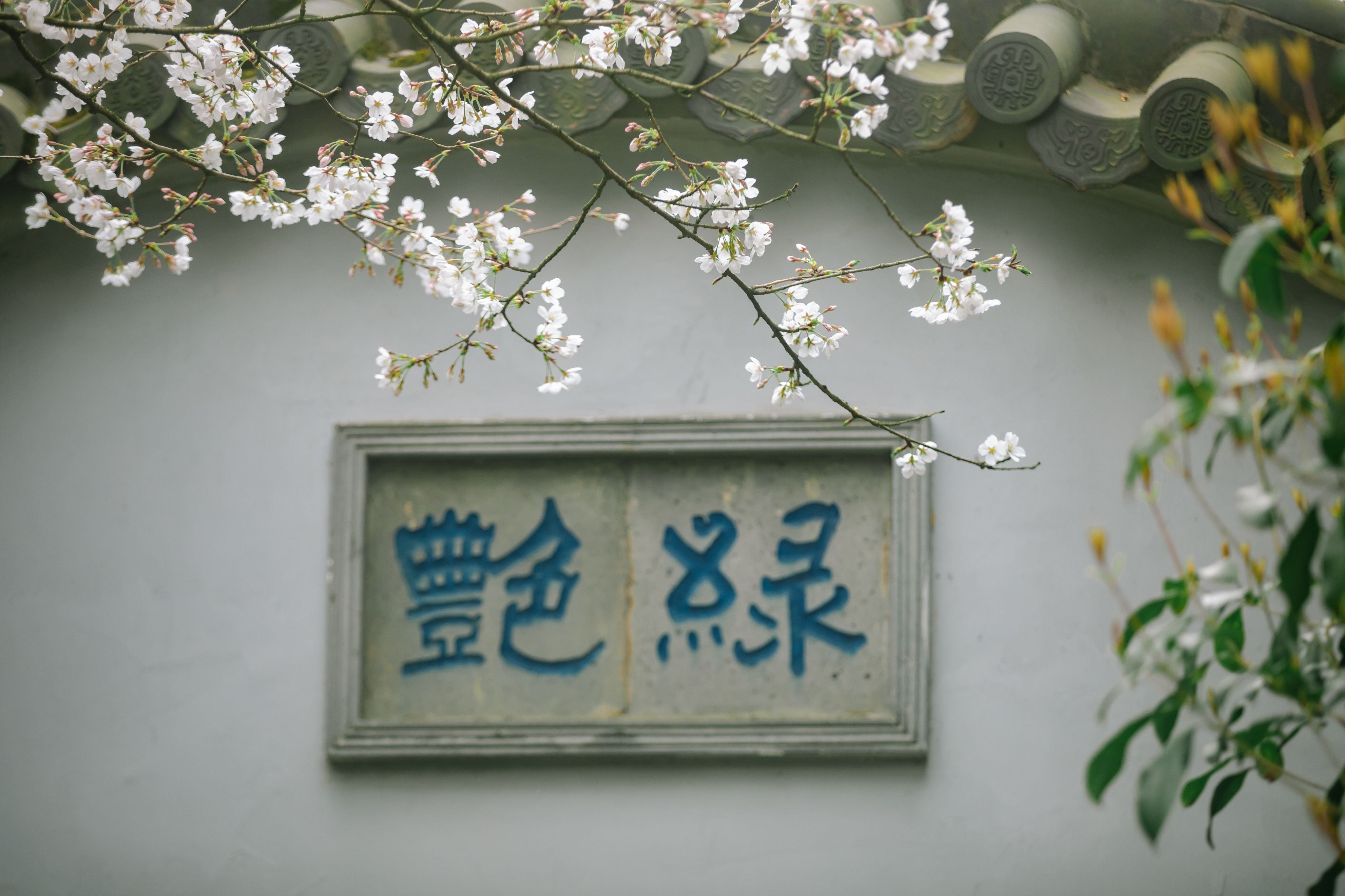 鼋头渚樱花盛宴比日本更令人沉醉,太湖鼋头渚樱花美如画