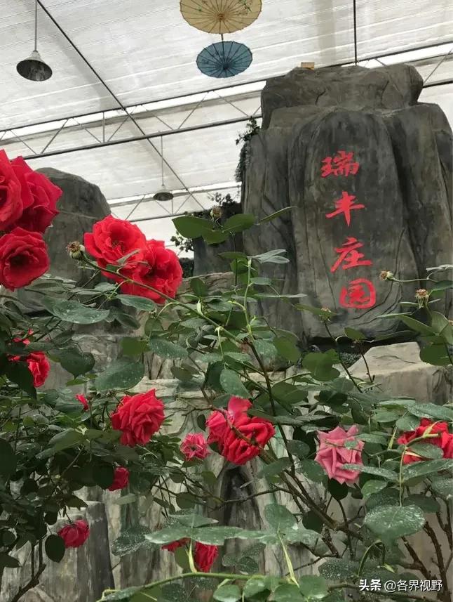 榆林生态旅游,榆林市牛家梁瑞丰生态园游泳池