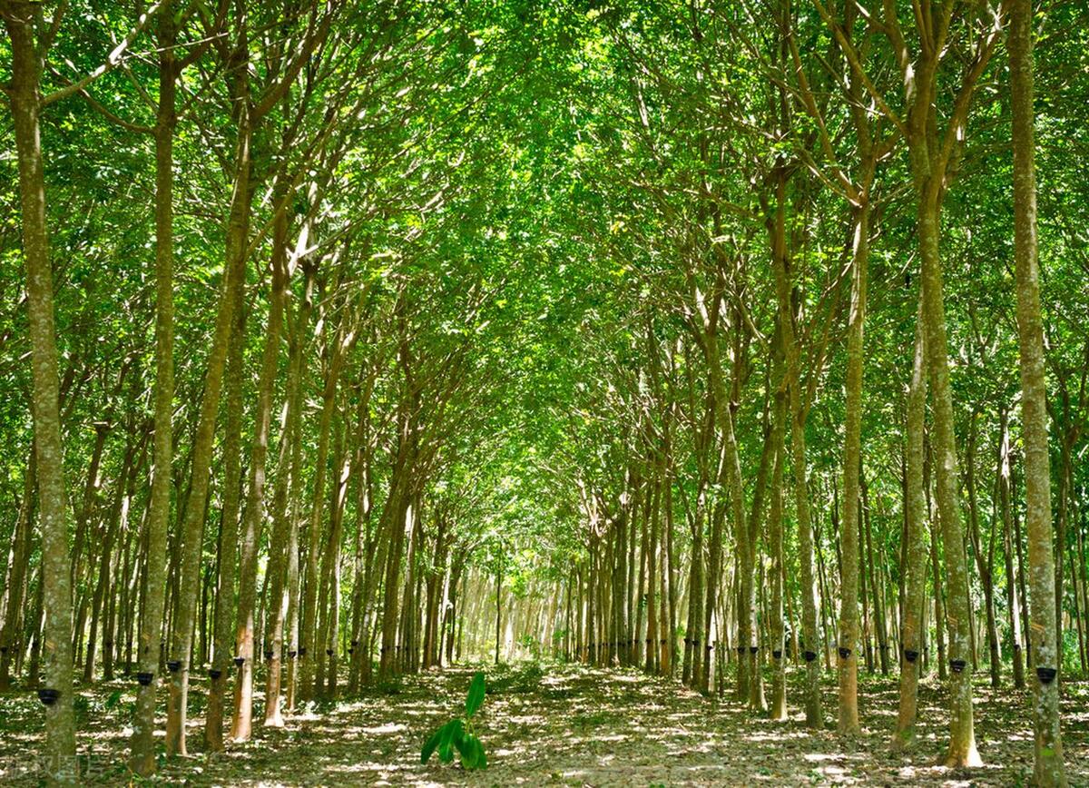 海南农垦农场是全民所有制吗,海南农垦农场现状