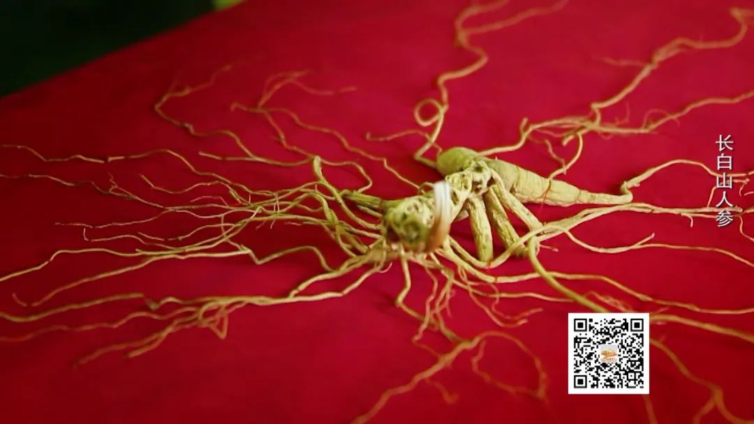 吉林长白山人参东北特产新鲜人参,官方旗舰店正宗长白山人参
