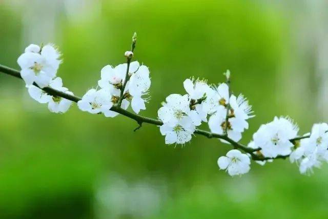 唯美春天的古诗词大全,描述春天的万种风情古诗十首