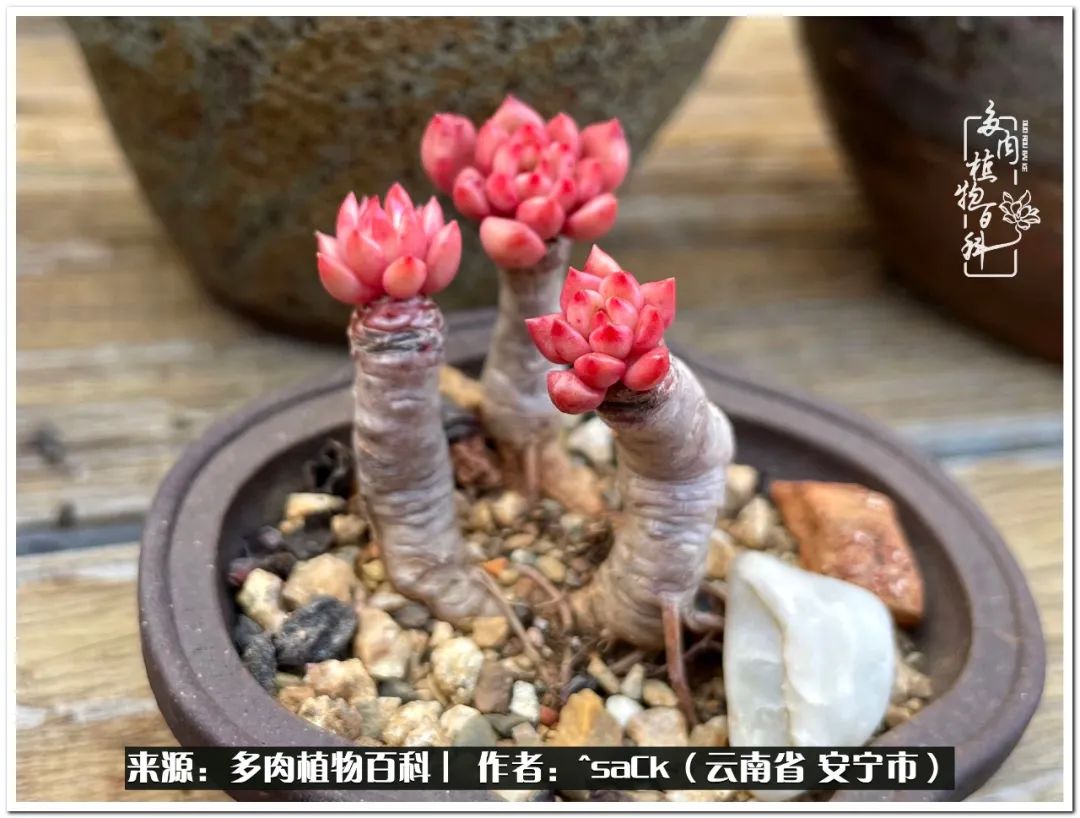 情不知所起一往而深歌曲,情不知所起一往而深完整版