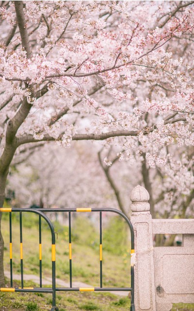 又到樱花季,什么时候去日本看樱花比较好