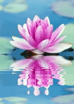 千字文诗社,第591期连天芳草翠，杨花柳絮飞