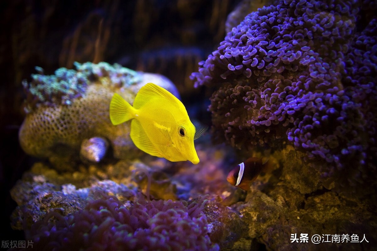 鱼缸滤材多久清洗一次怎么清洗,鱼缸过滤滤材多久清洗一次