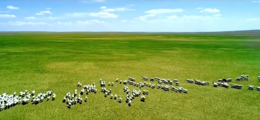 草原上的领头羊是绵羊吗,科尔沁草原领头羊