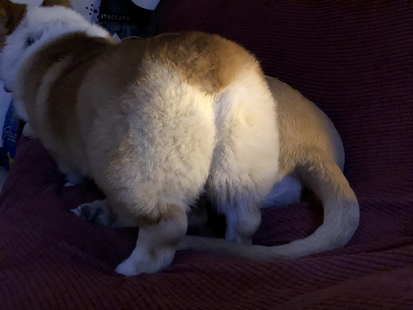 怎么自己在家给狗狗体检,在家给狗狗做检查