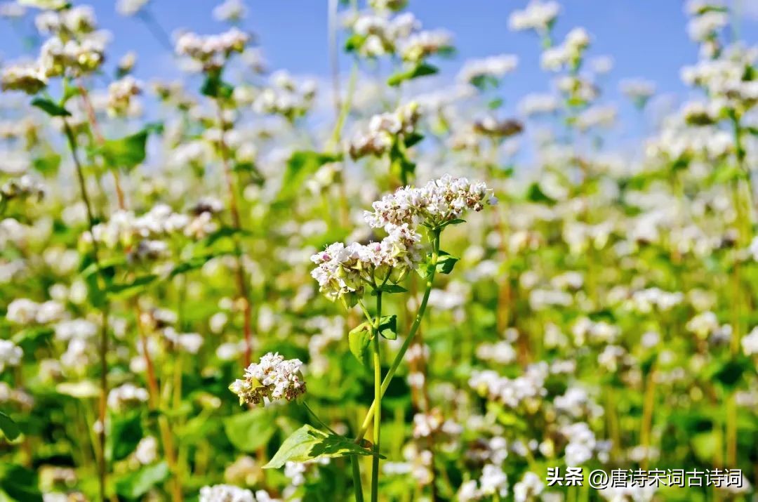 请你说说秋天是什么颜色的呢,秋天是什么颜色短句