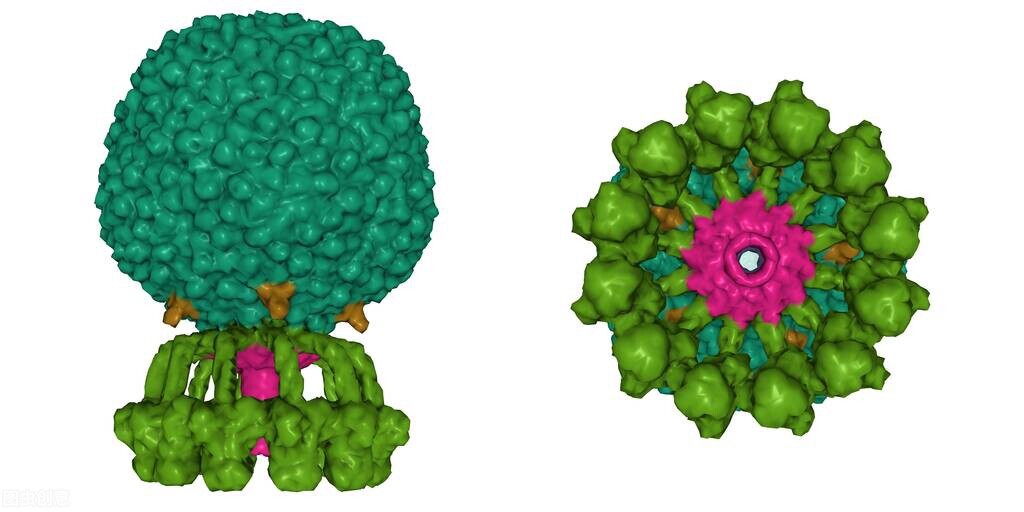 病毒与细菌有什么区别呢,病毒与细菌有什么区别