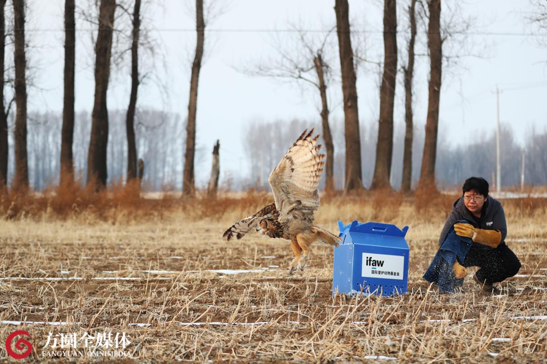康复治疗师的职业要求,猛禽康复师