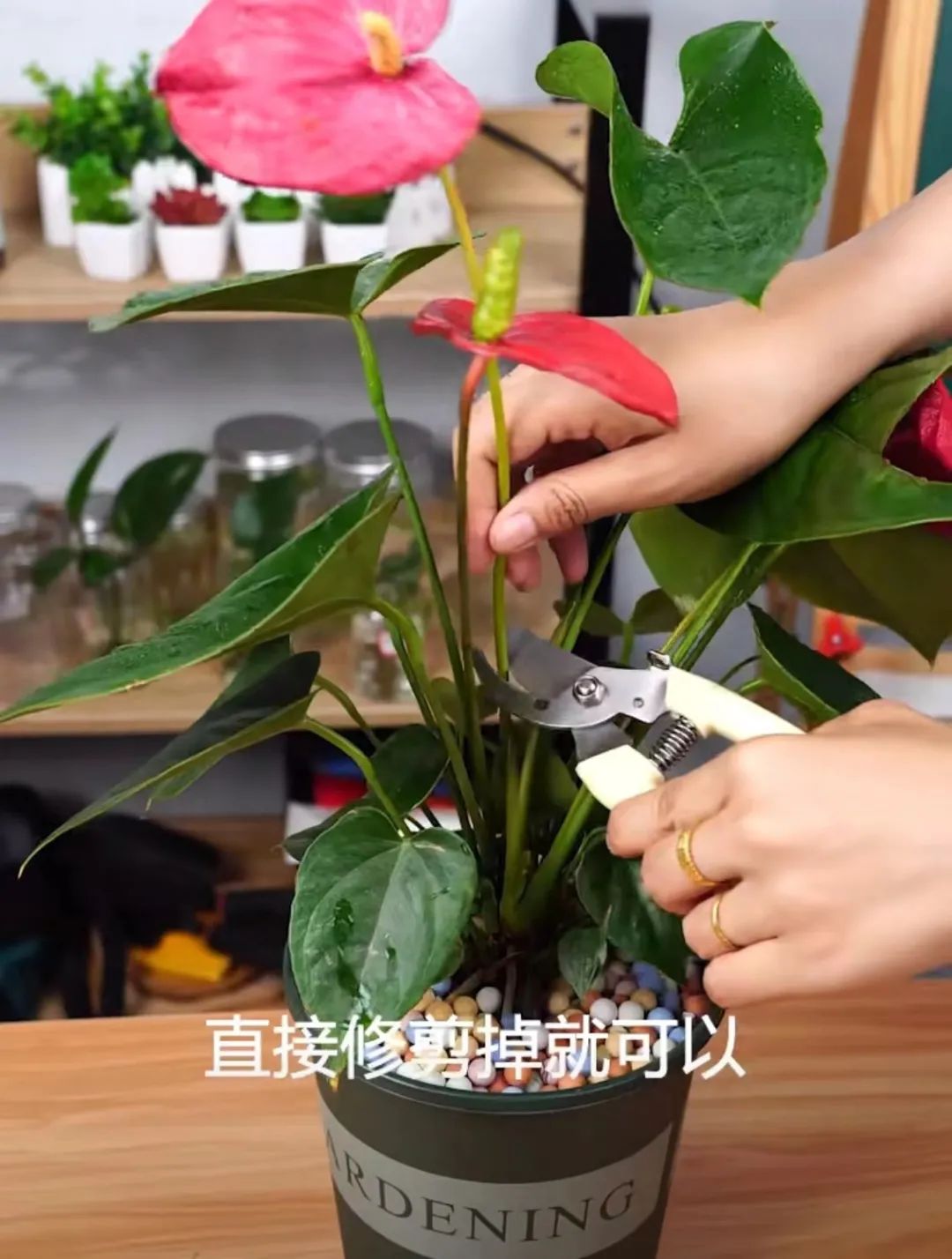 红掌开败的枝条也要剪掉吗,过完年开败的蝴蝶兰不要扔