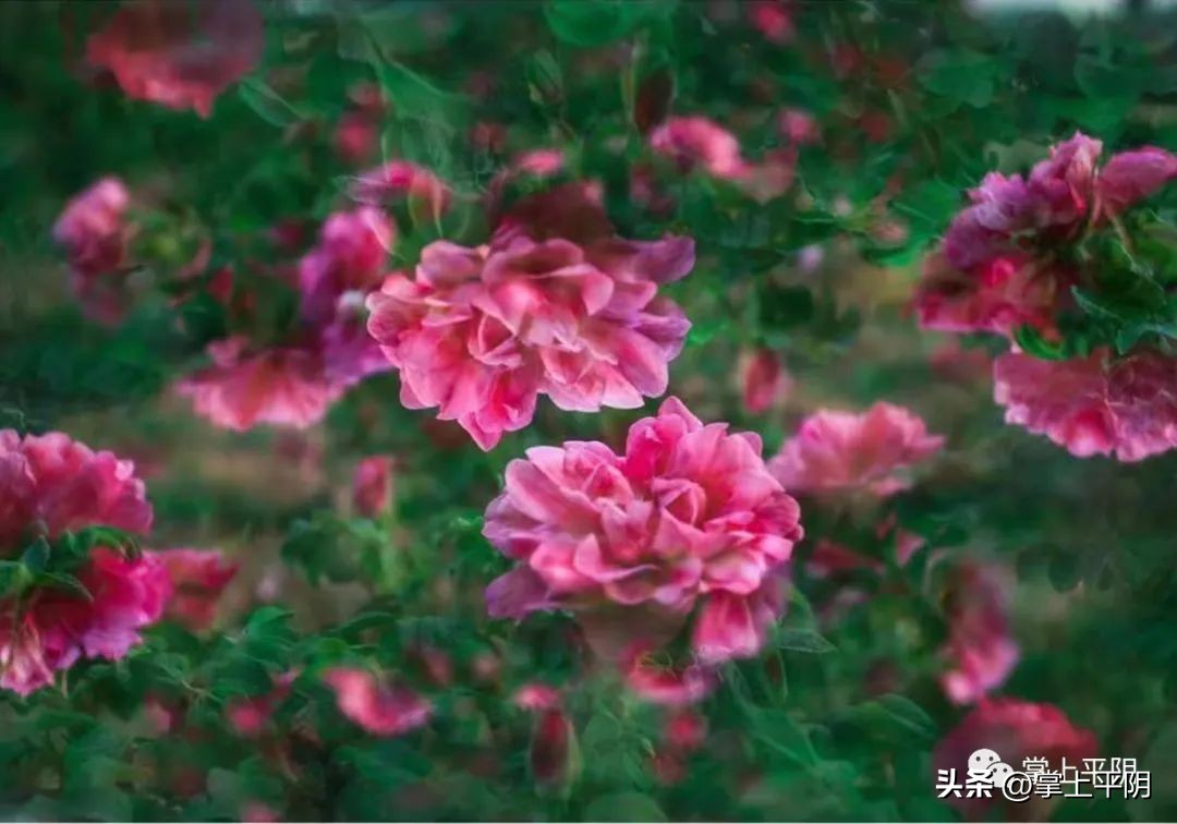 赞美平阴玫瑰,平阴重瓣玫瑰文化