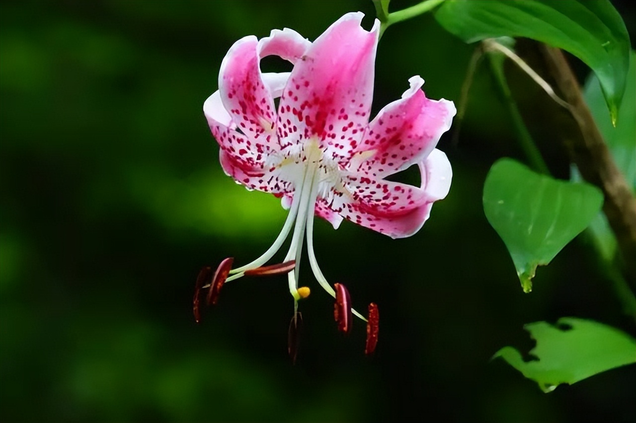 可以入药的百合品种,百合种类名称及图片及花语