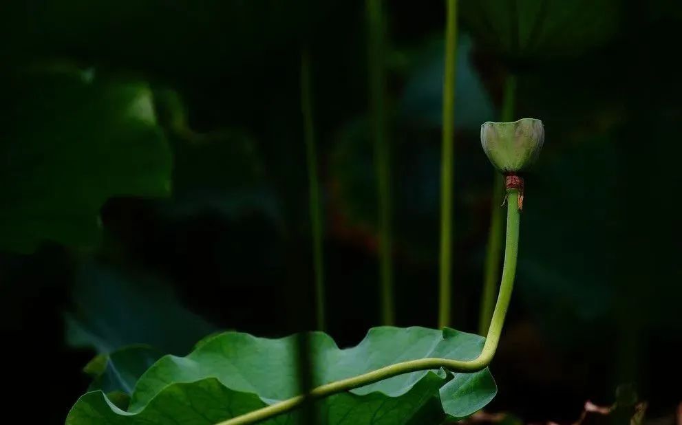 冬日残荷感怀,冬日残荷之韵