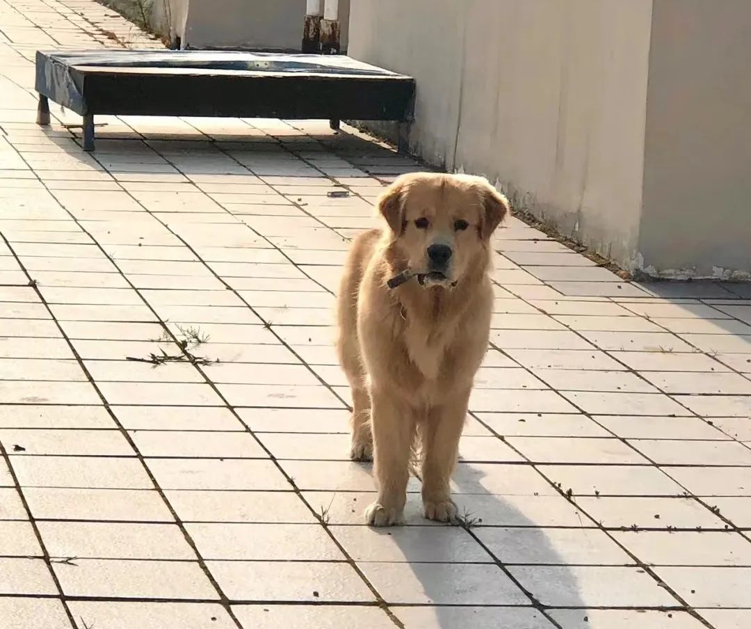 何老师抱狗撒尿，三石弟弟跳舞洗狗…这些破图我看一次笑一次哈哈