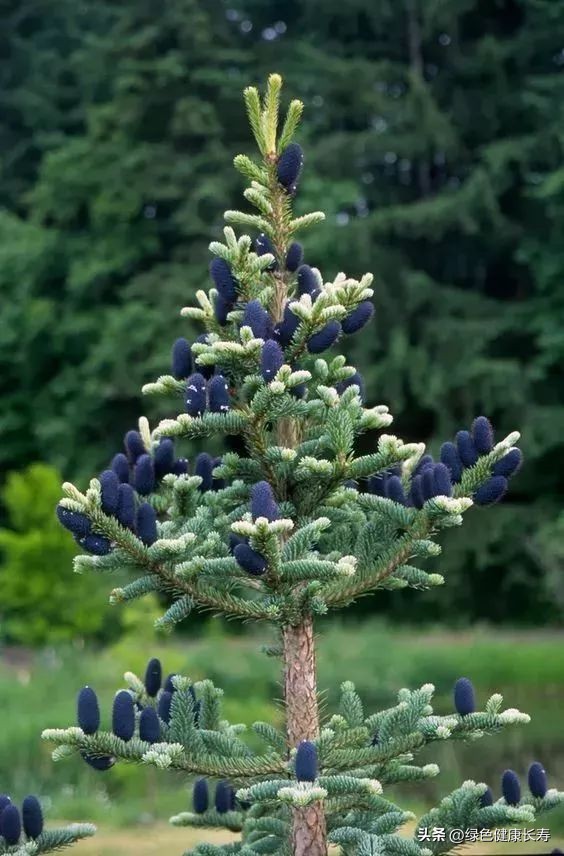 最漂亮的松树开花图片,哪种松树开花好看