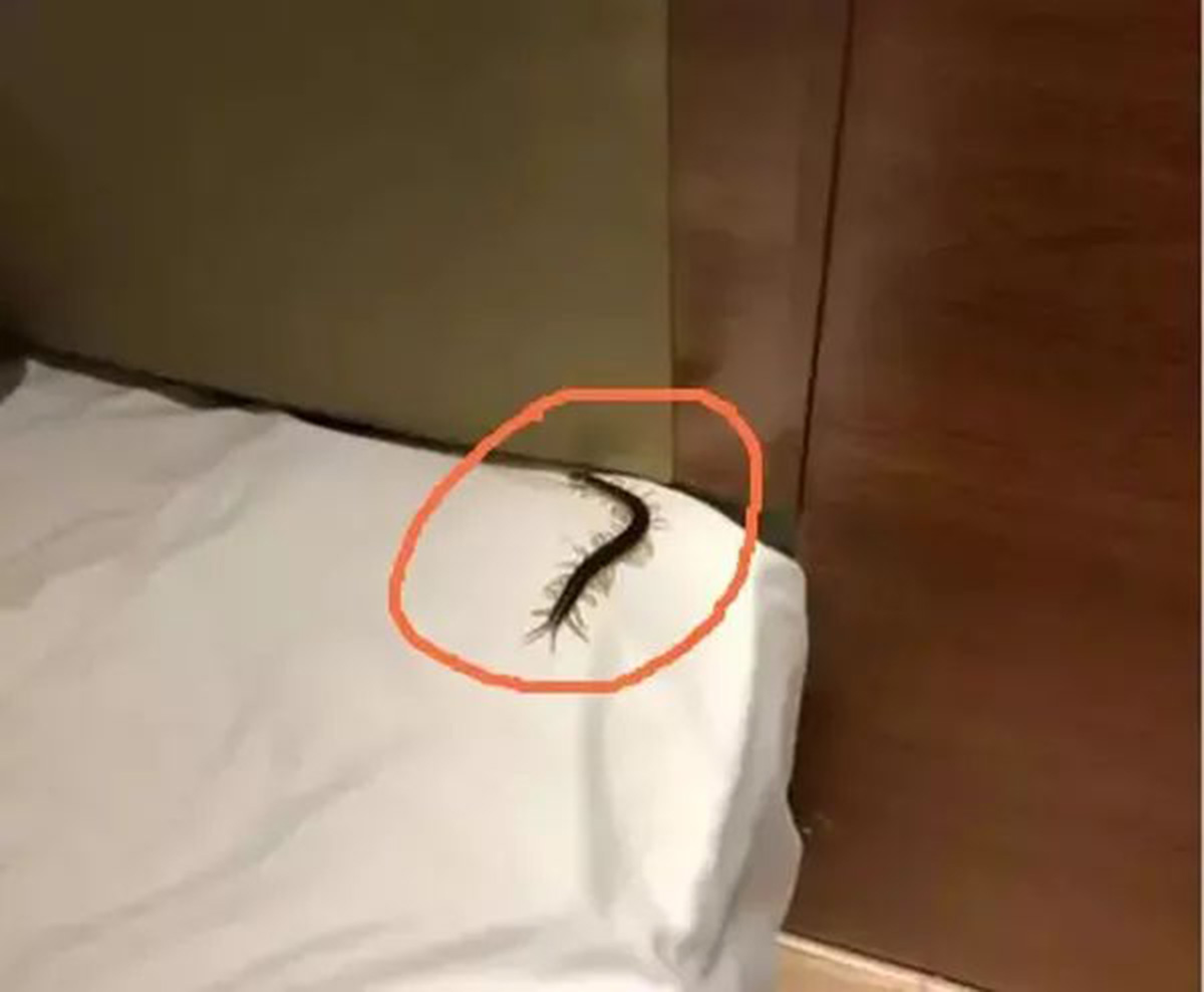 让人避而远之的蜈蚣，为啥害怕鸡？为啥鸡吃了蜈蚣，不会被毒死？