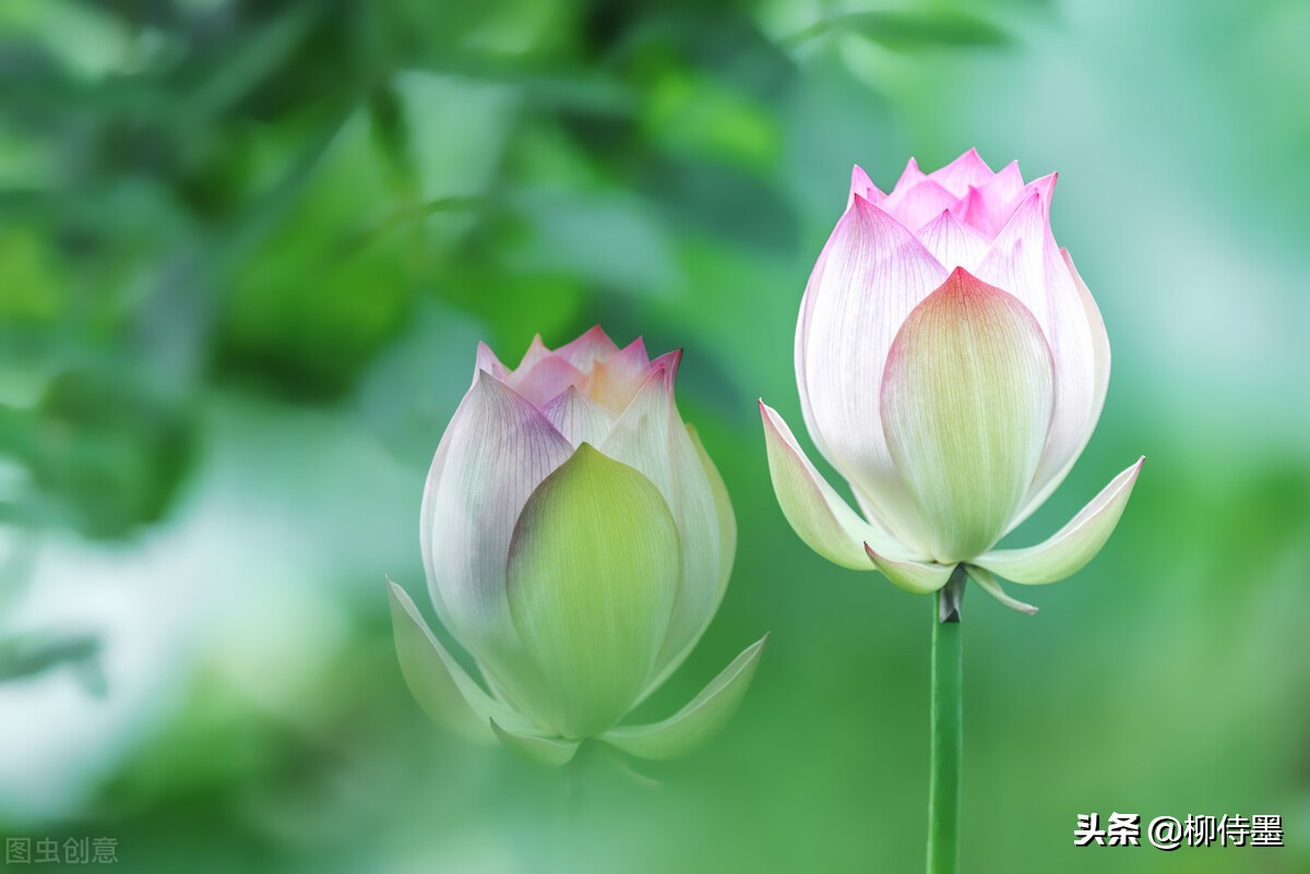 如何拍荷花才不俗,拍摄荷花忌讳
