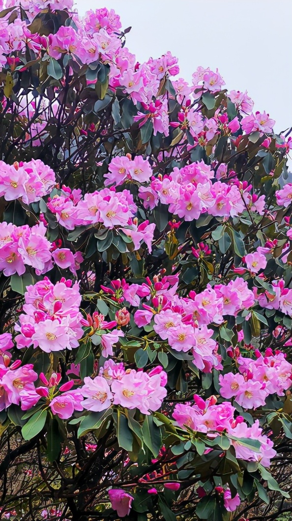 白马雪山u型谷徒步路线,驴徒步西藏