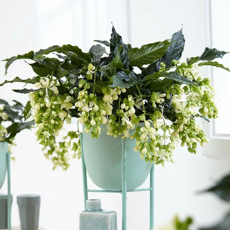 养了一年的垂丝茉莉终于开花了,垂丝茉莉立秋后如何养护