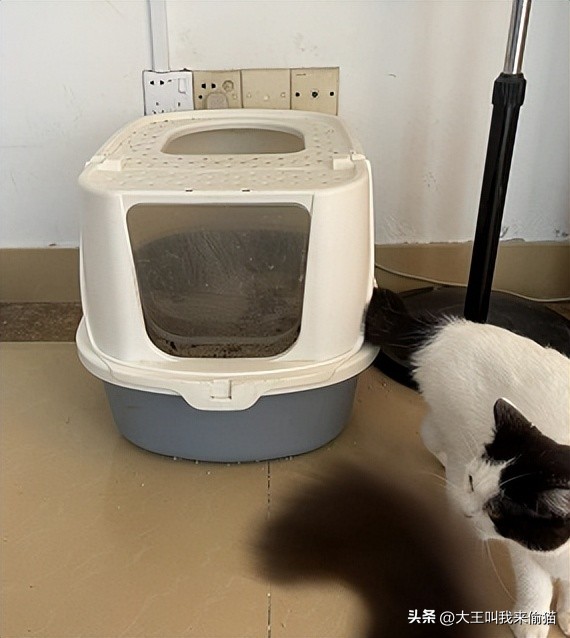 新手养猫猫砂怎么选购,新手养猫猫砂倒在哪里比较好