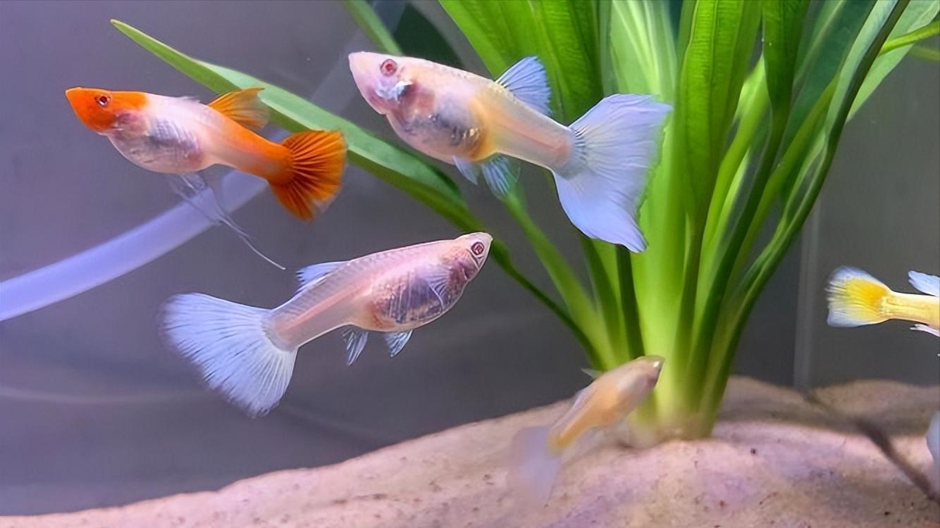 孔雀鱼的生物学特性及人工养殖和繁育技术