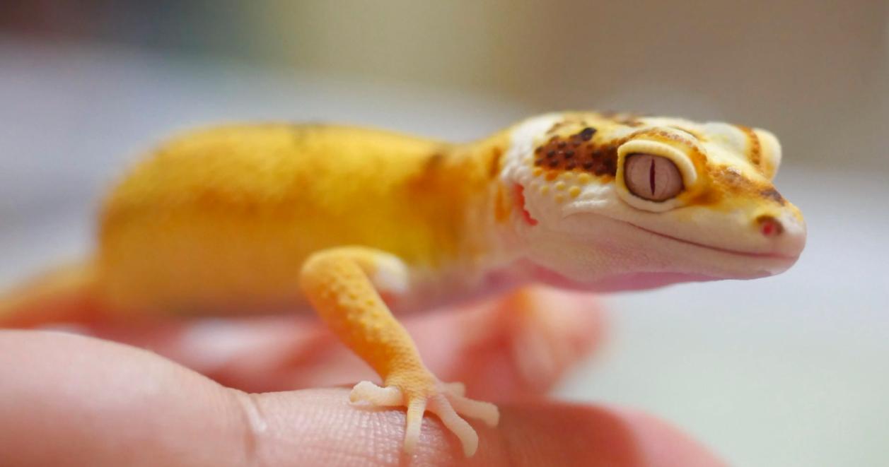 人畜无害的壁虎为何位居五毒之一,壁虎有人性吗