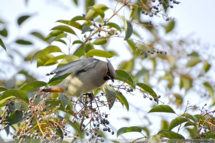 太平鸟图片素材,太平鸟图片大鸟