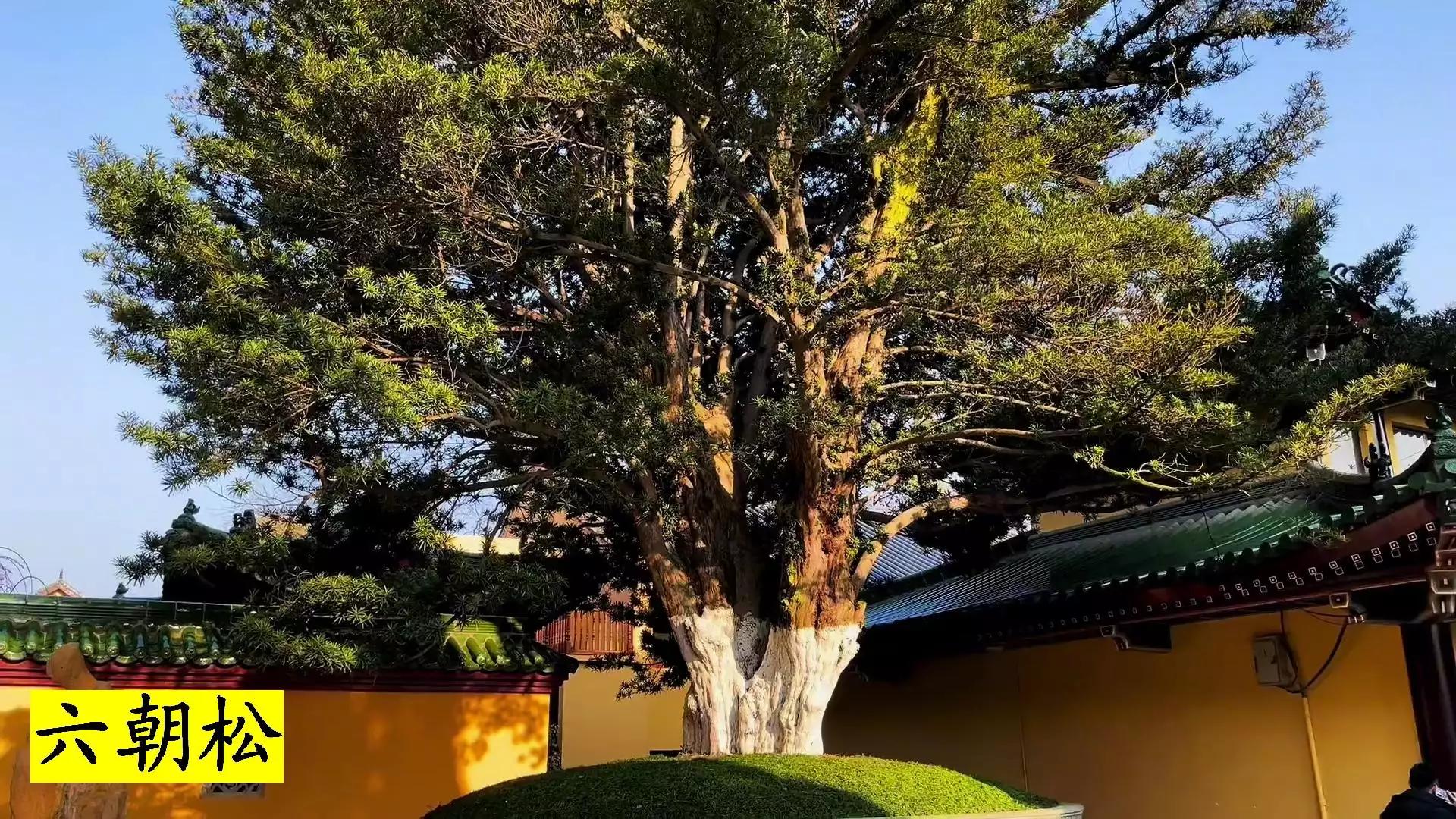 佛教圣地东林寺,东林寺祖庭与净土宗有何区别