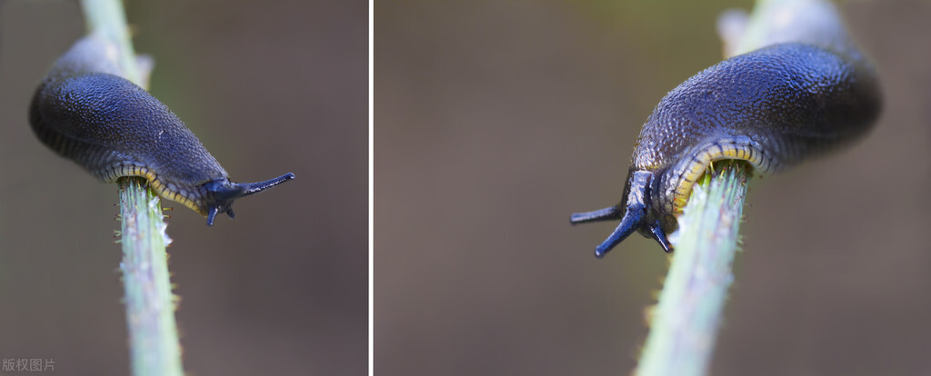 鼻涕虫蛞蝓,鼻涕虫蛞蝓好的还是坏的