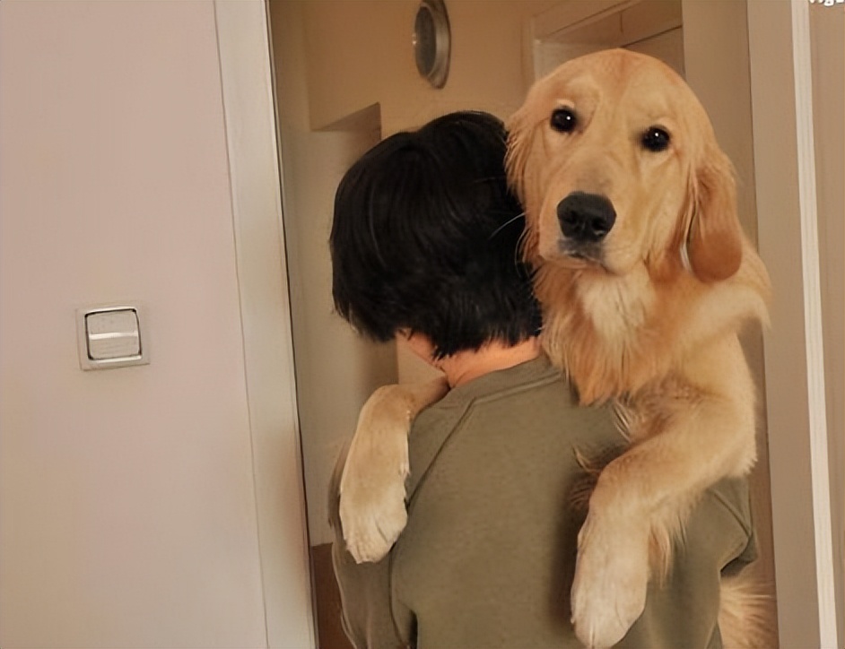 粘人的比熊小奶狗品种名字,十大最省心狗排名比熊