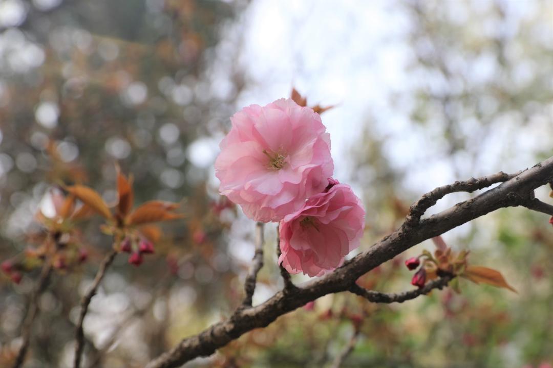 鐩哥害鍐滃ぇ,鐩歌仛浜戠鐩哥害鍐滃ぇ