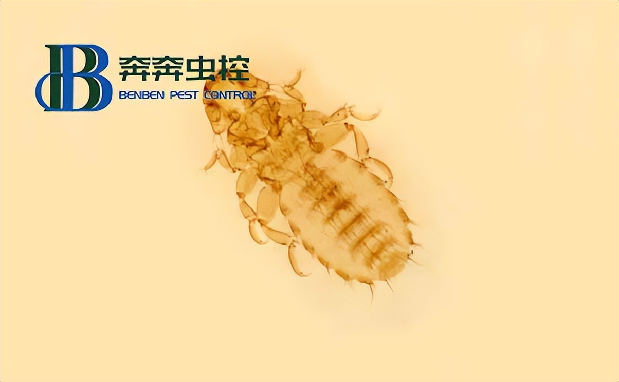 屋里有虱子用什么农药杀死,虱子发现虫卵怎么办