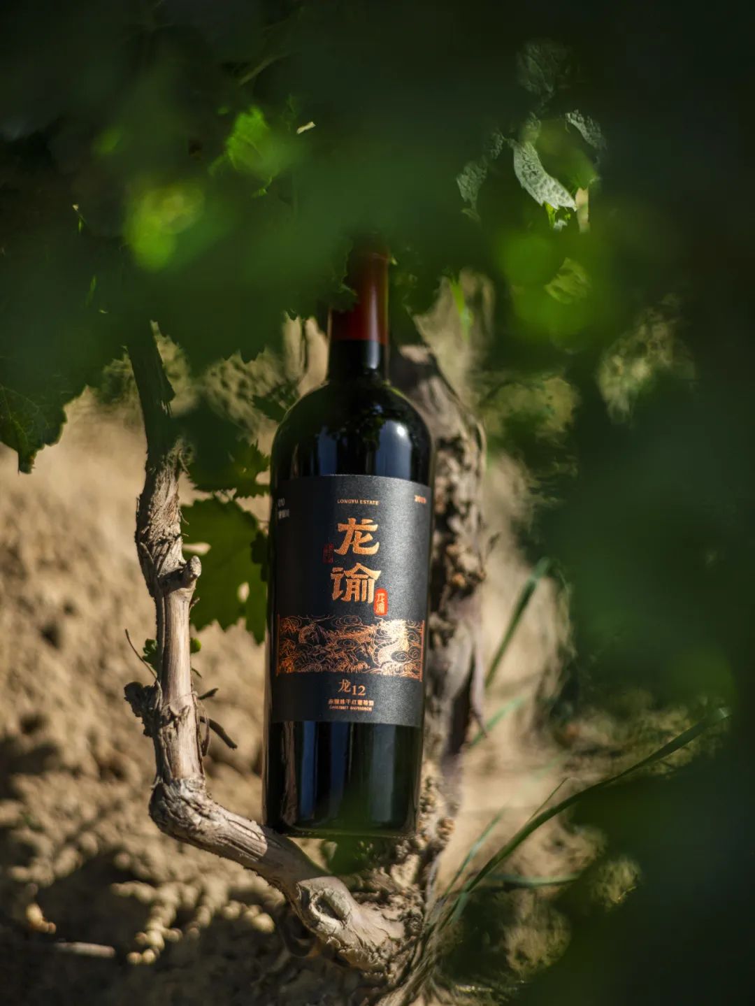 正和岛商界领导,正和岛董事长