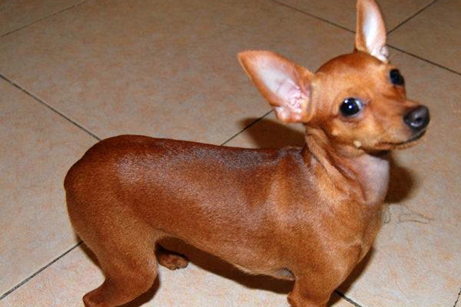 小鹿犬骨折期间怎么照顾？需要每天喝骨头汤吗？喝哪些汤？