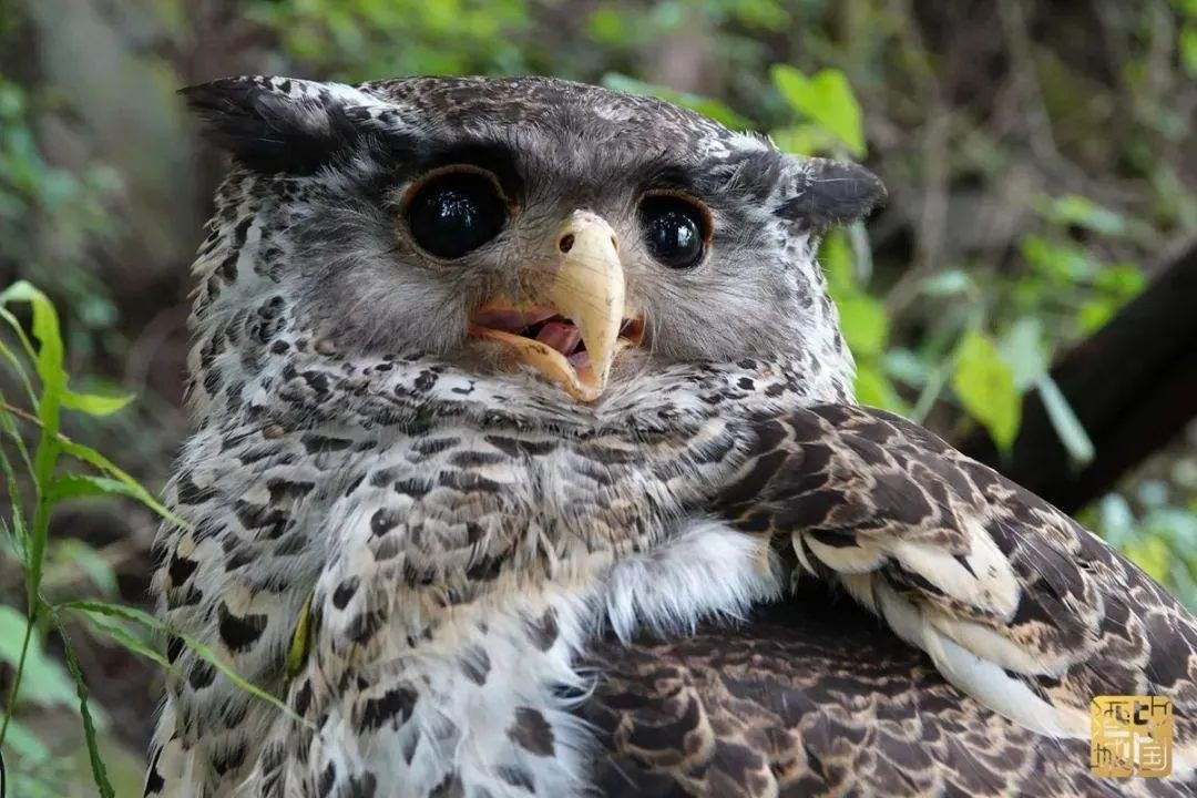 真实存在的动物稀奇古怪,十二生肖为什么只有龙是虚构动物