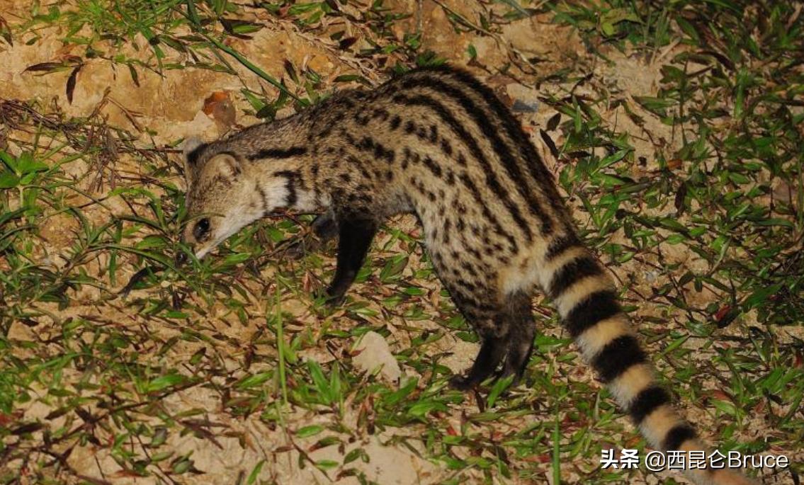 湖北神农架发现国家一级保护动物,宜昌出现国家一级保护动物猫