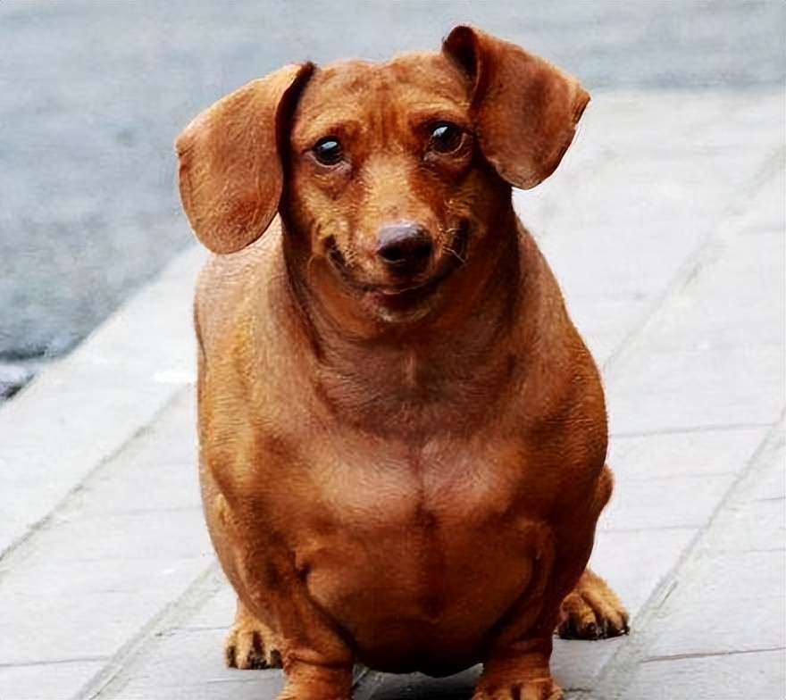 狗狗过于肥胖怎么减肥,帮助狗狗减肥的最佳方法