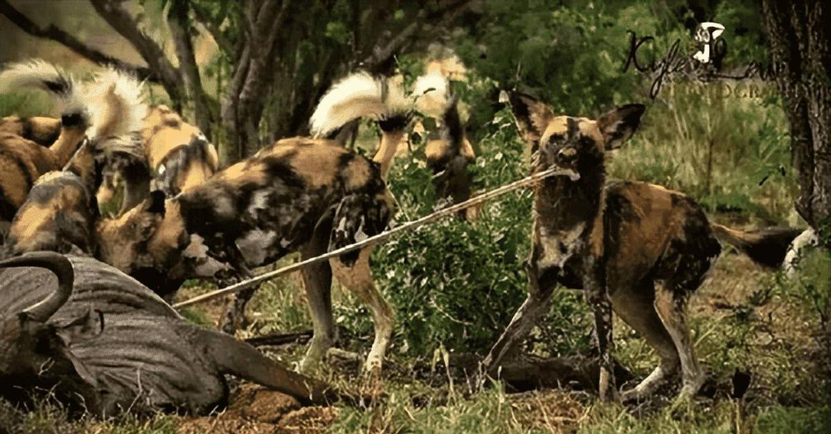 变态的纳粹德国，*光脱**犹太人女人衣服，集体*杀屠**!2