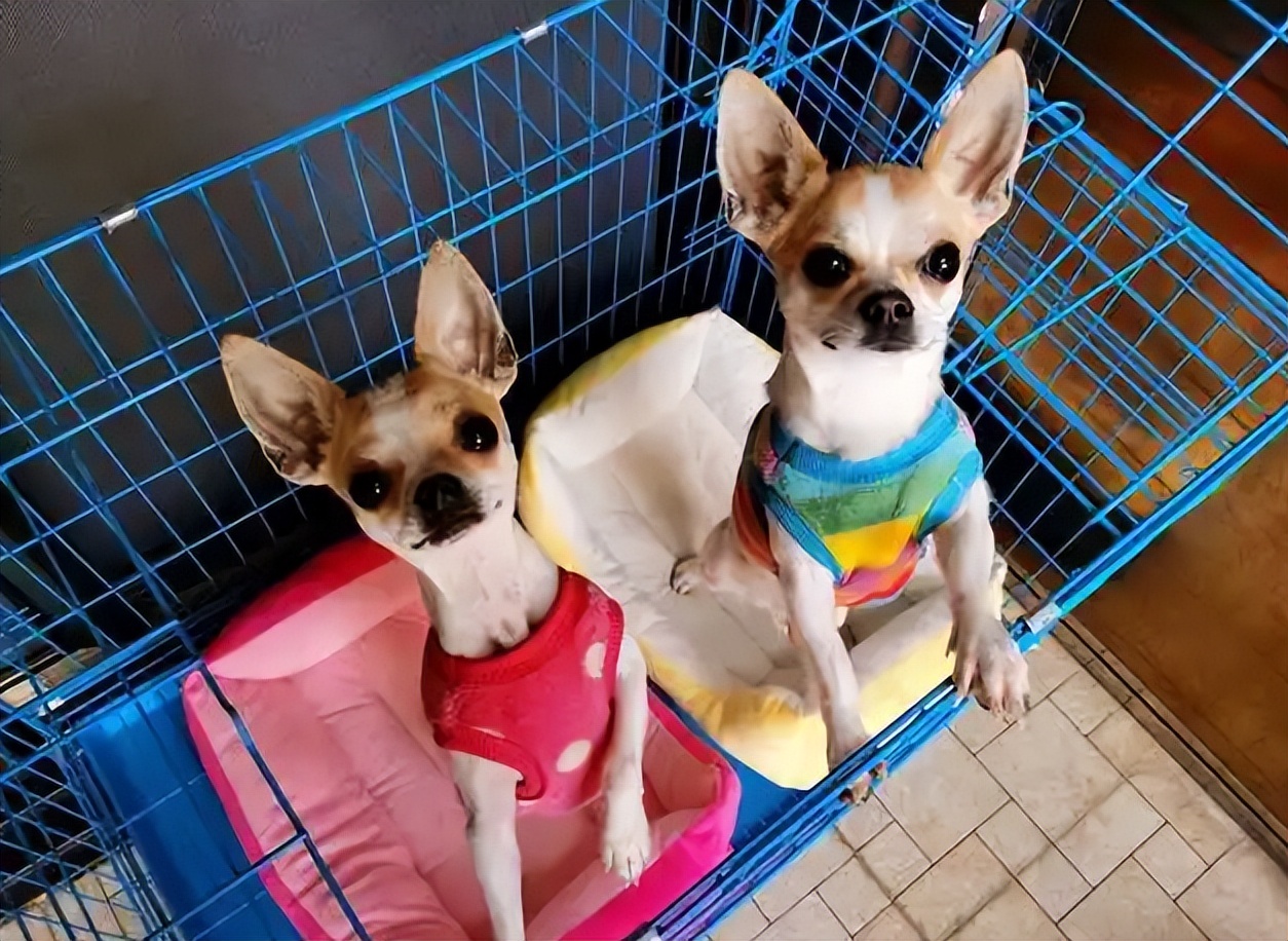 普通家庭不建议养这几种狗,不管养什么狗都要记住这7条忠告