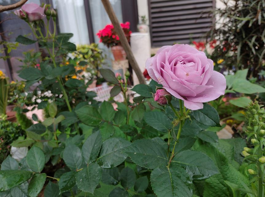 盆土板结最简单方法,盆土板结小妙招