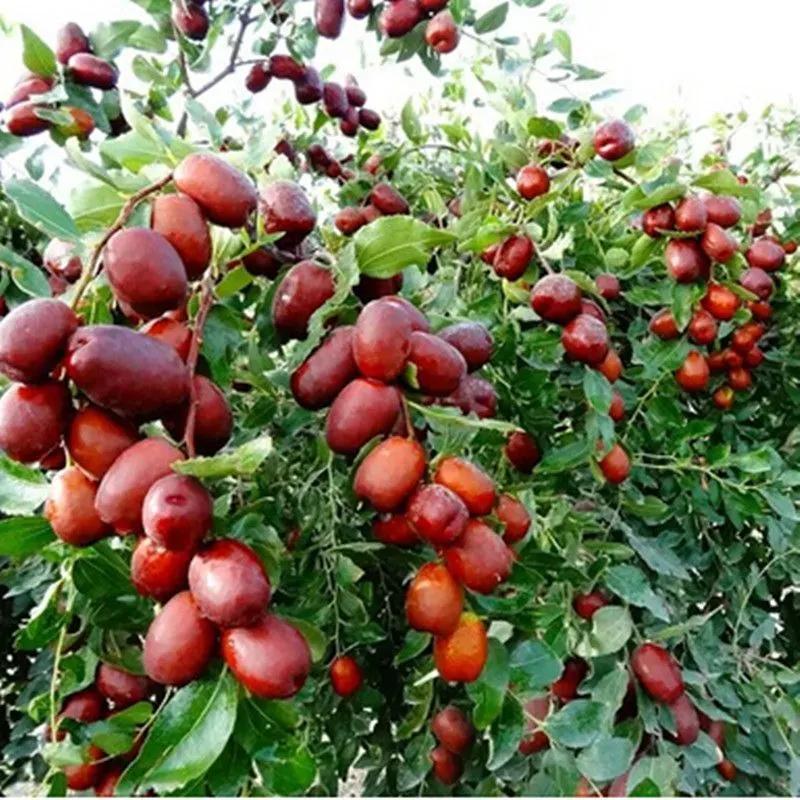 门前种三种树会富三代指哪三种树,家里有三种树有什么说法